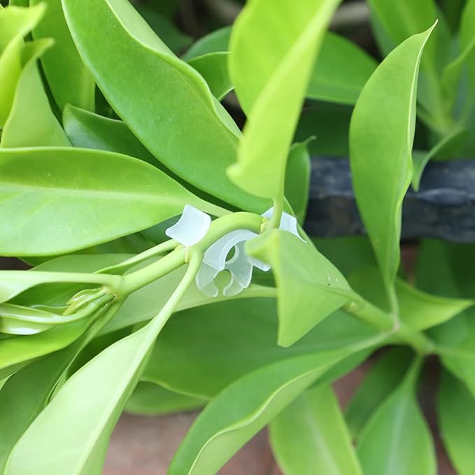 30 Pack Plant Bender Angle Adjustable Plant Training Clips Low Stress Training Clips 90 Degrees Plant Stem(Circle Style,Transparent)