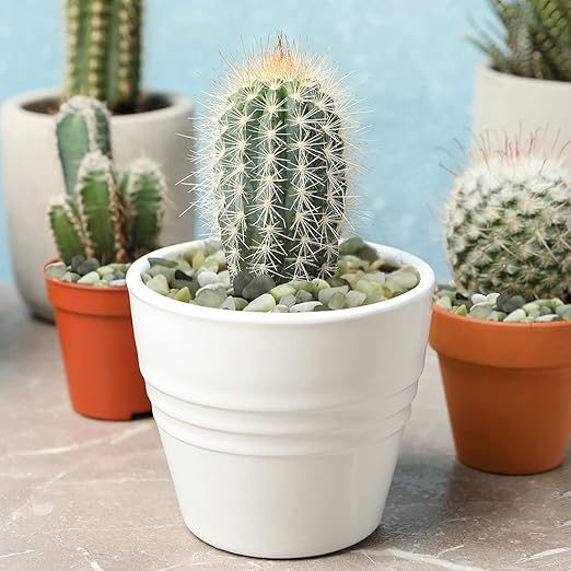 YISZM 10LB Succulent and Cactus Jade Pebbles, 3/8 Inch Natural Decorative Polished Stones, River Rocks for Indoor Plants, Vases, Planters and Outdoor Gardening