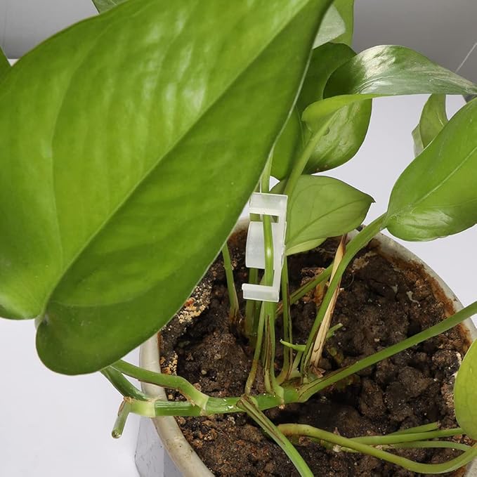 30 Pack Plant Bender Angle Adjustable Plant Training Clips Low Stress Training Clips 90 Degrees Plant Stem(Circle Style,Transparent)