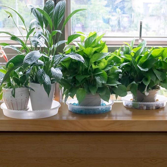 MUDEELA 6 Pack of 6 Inches Plant Saucers for Indoor, Durable Plastic Round Plant Tray Plant Dish Pant Plate to Catch Water for Flower and Plant Pot, Thicker, Stronger, Deeper, Clear