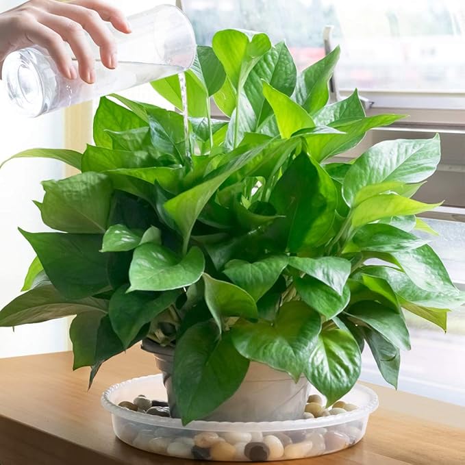 MUDEELA 6 Pack of 6 Inches Plant Saucers for Indoor, Durable Plastic Round Plant Tray Plant Dish Pant Plate to Catch Water for Flower and Plant Pot, Thicker, Stronger, Deeper, Clear